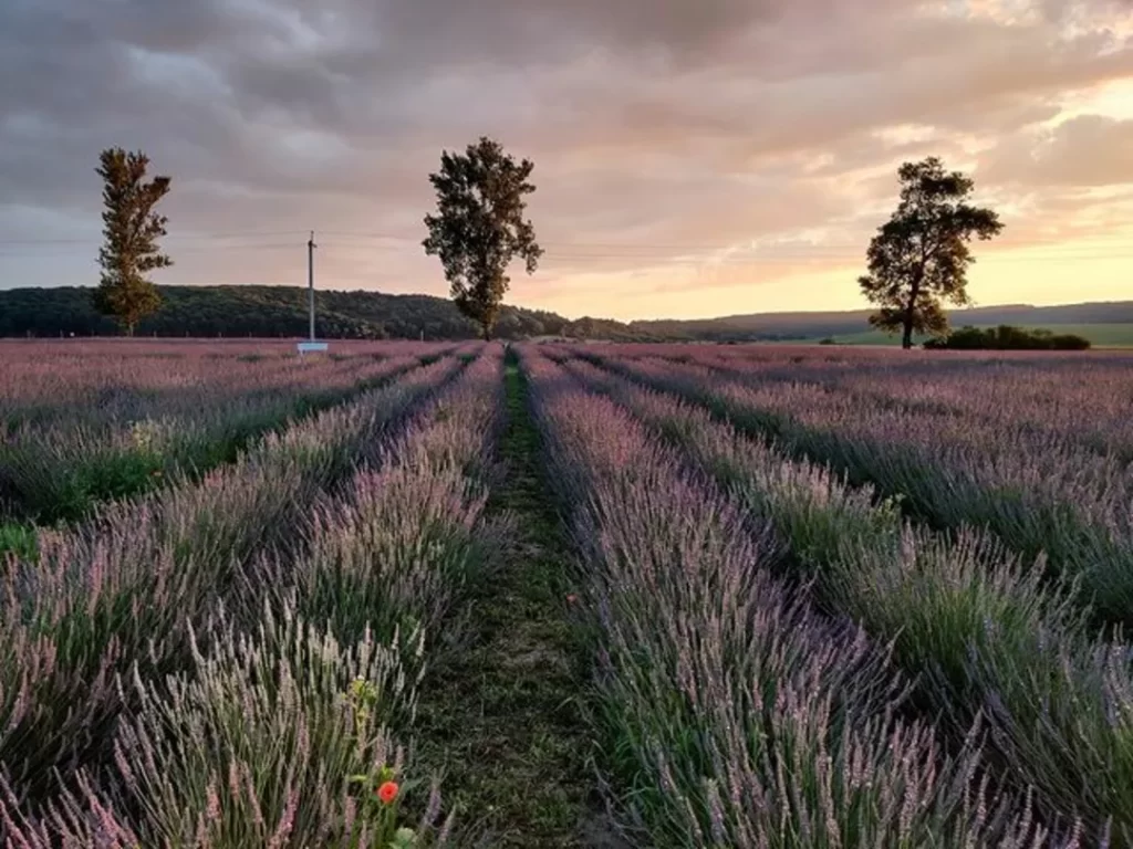 lavender fields