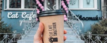 cat cafe
