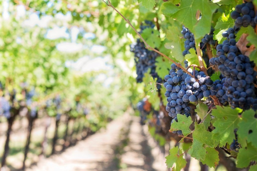 Ukrainian winemaking