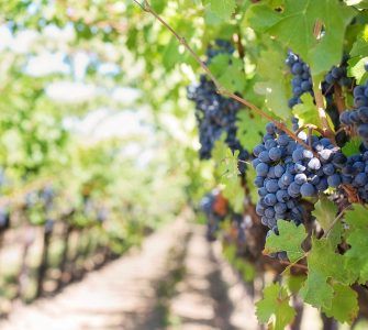 Ukrainian winemaking