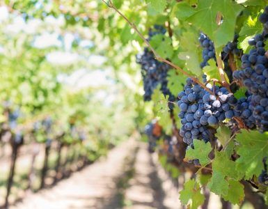 Ukrainian winemaking