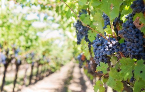 Ukrainian winemaking