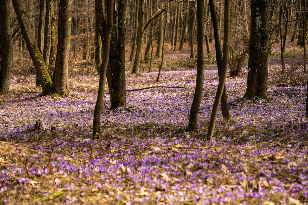 Crocus