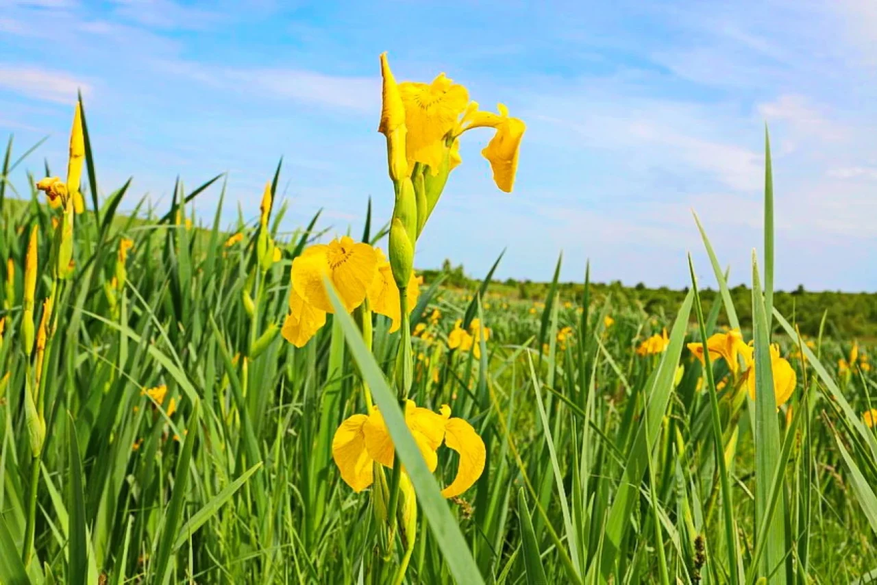 Iris Valley in Snitkiv