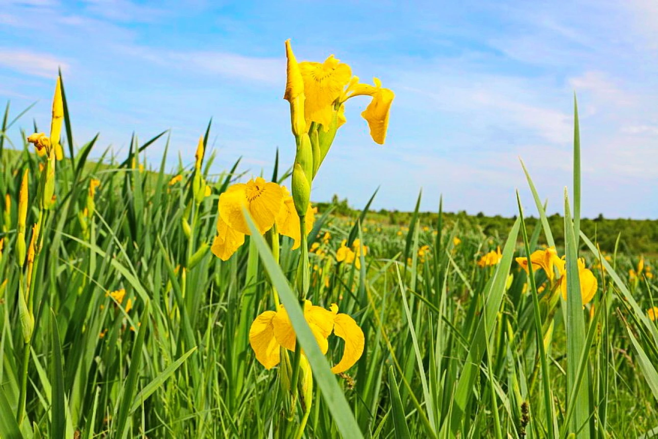 Iris Valley in Snitkiv