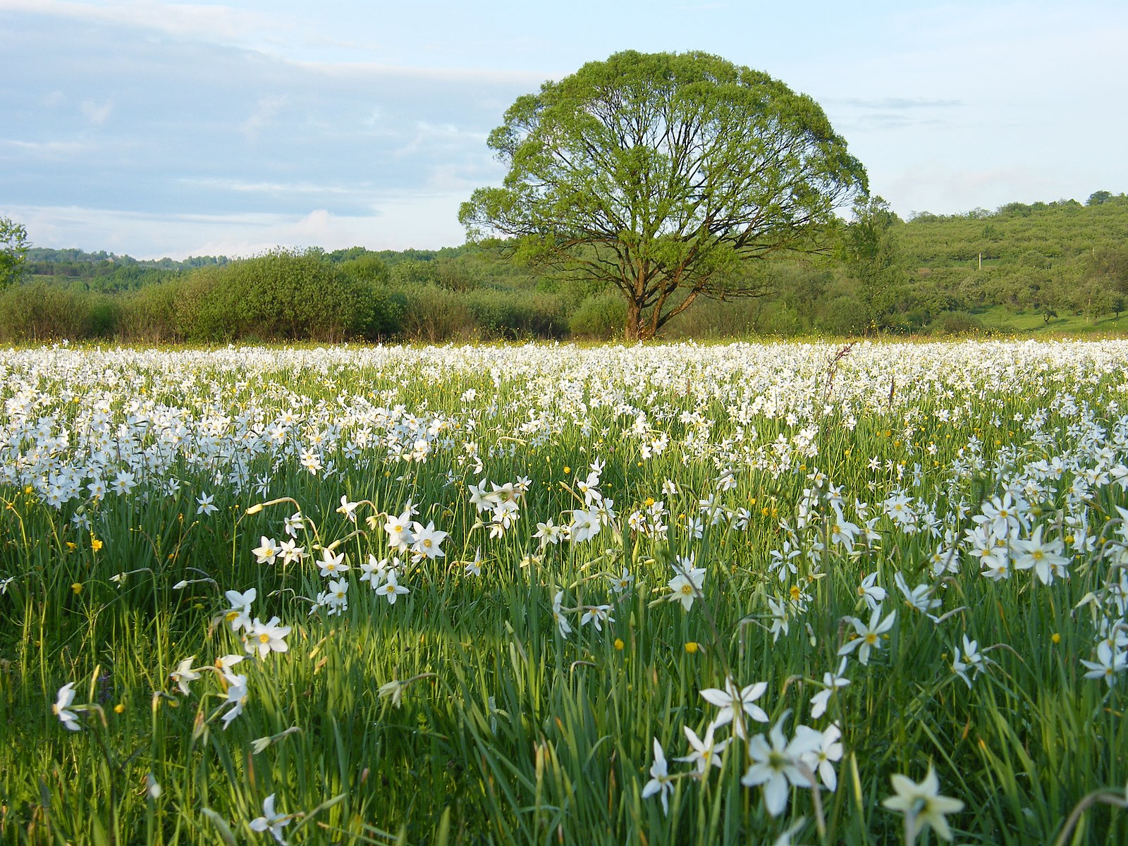 Narcissus Valley