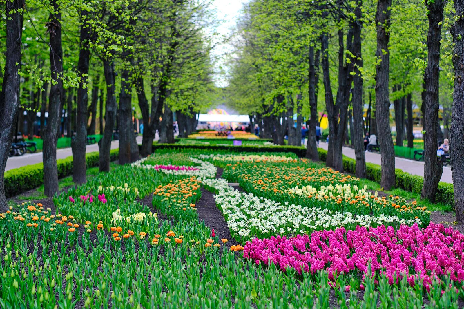 Tulip